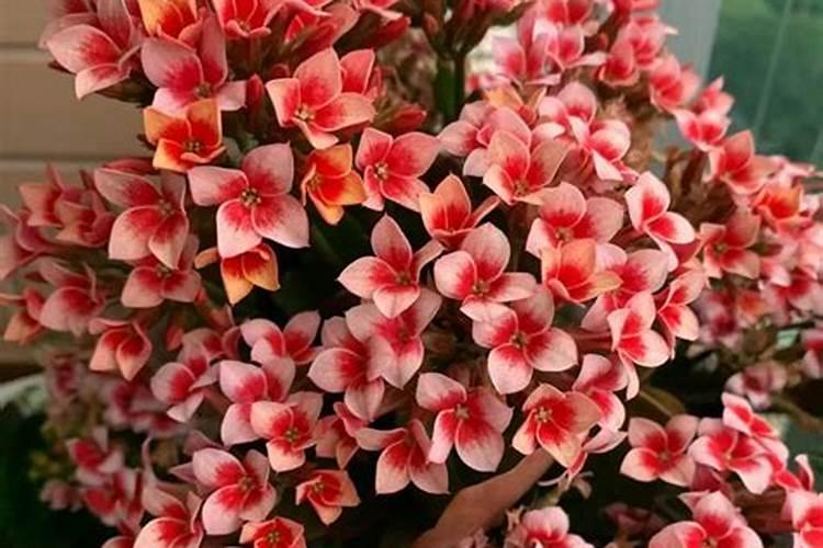 家里盆栽“花苞”不鲜艳？记得用上“2种”肥料,花又大又鲜艳