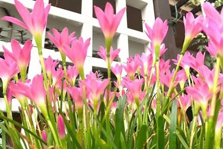 秋天到了,4种花开始长花苞,赶紧补磷钾肥,你知道吗？