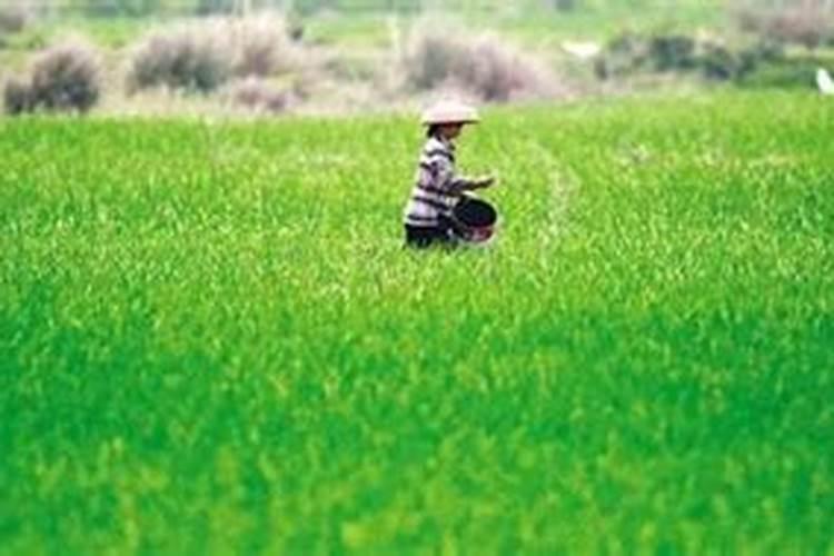 肥料下田多久可以排水,多久有效