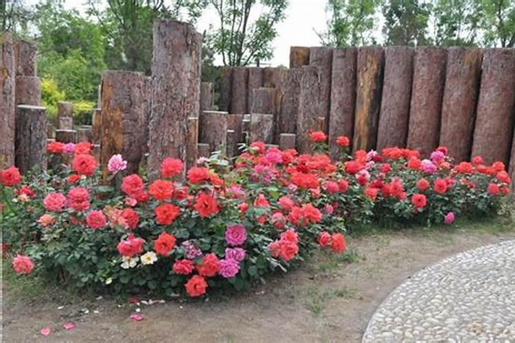 地栽月季如何使用复合肥 注意事项有哪些