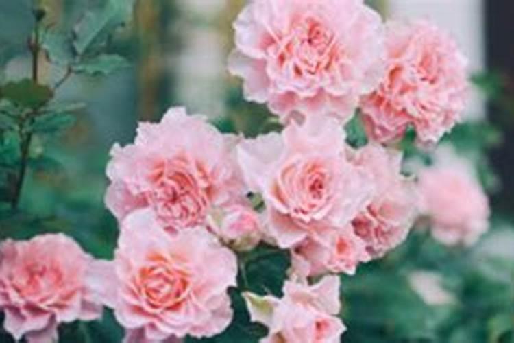 地栽月季如何使用复合肥