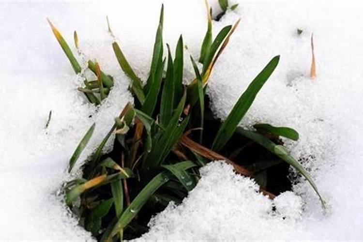 下雪天给小麦施肥好吗