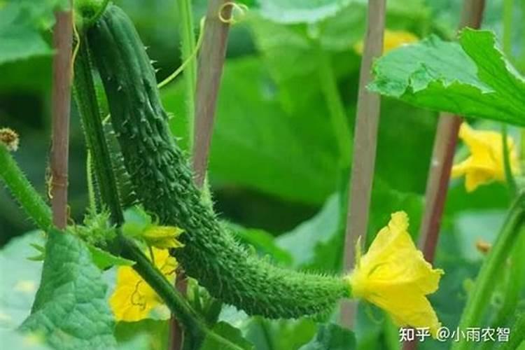 大棚黄瓜施肥管理要点