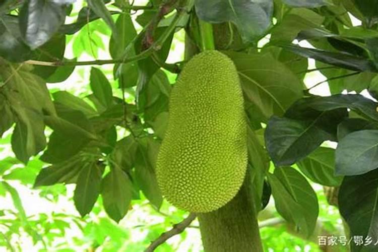 菠萝蜜树施肥方法和技术