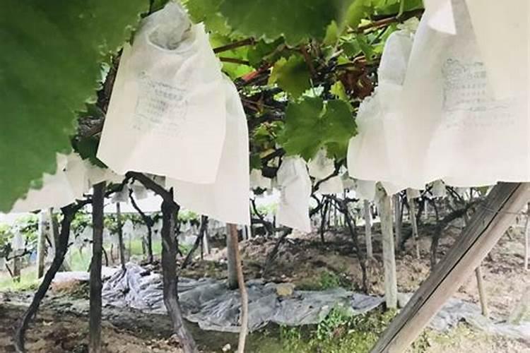 套袋后巨峰葡萄一亩地套3000多个袋用多少冲施肥