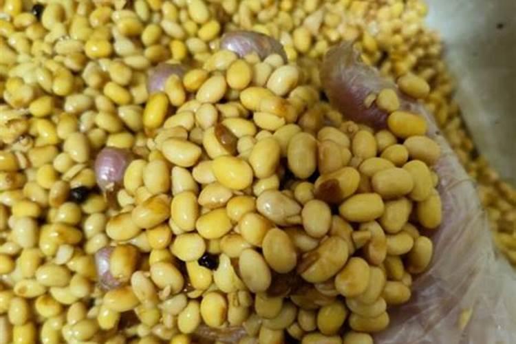 桃树用黄豆做底肥可以吗