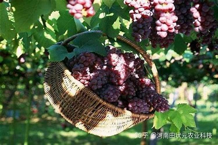 葡萄上色期使用的三种钾肥叶面肥