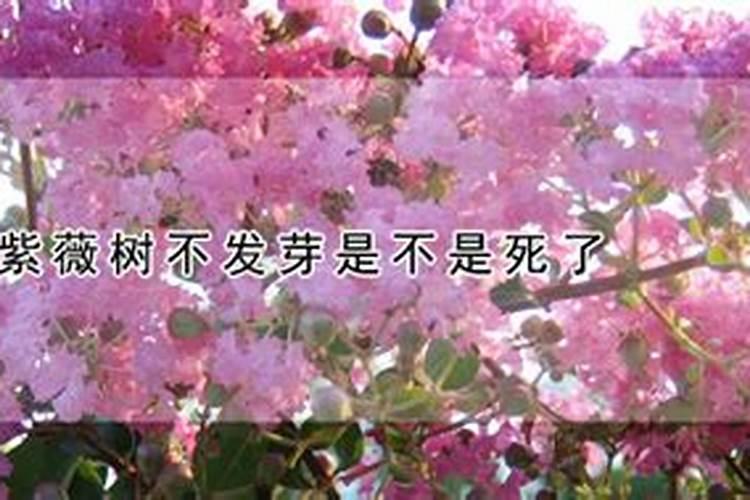 紫薇树不发芽是不是死了