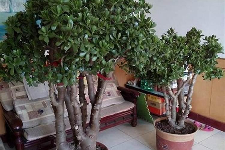 玉树能不能施氮肥水？