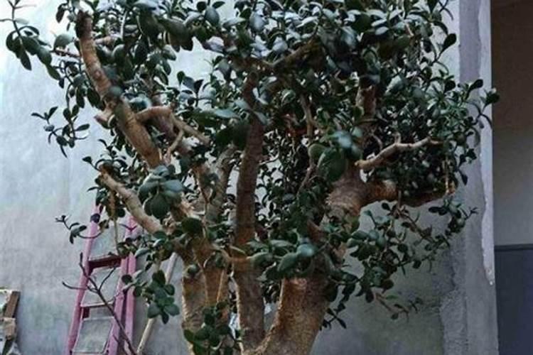 玉树冬天怎么养