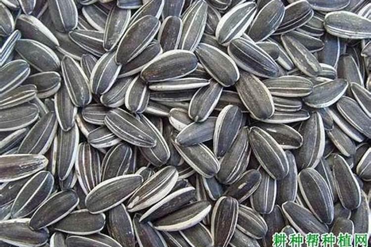 向日葵初种使用什么肥？