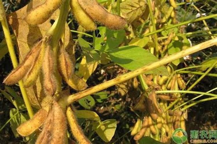 大豆叶面肥的喷施技巧