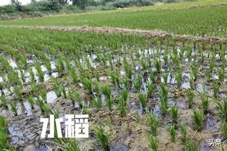 水淹田不适合施哪种氮肥 水淹田是什么意思