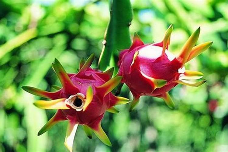 火龙果坐果期要施什么肥