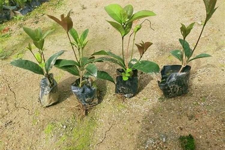 四季桂怎么施肥