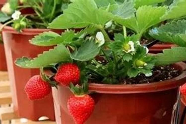 草莓肥料多久施一次最好？