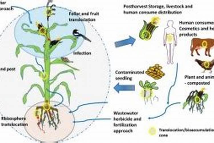 钛元素在农业上的应用