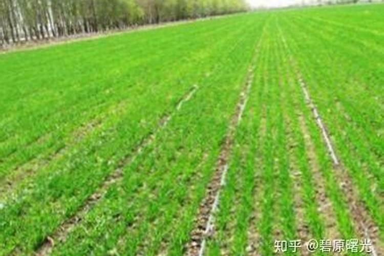 芸苔素能与除草剂混合使用吗