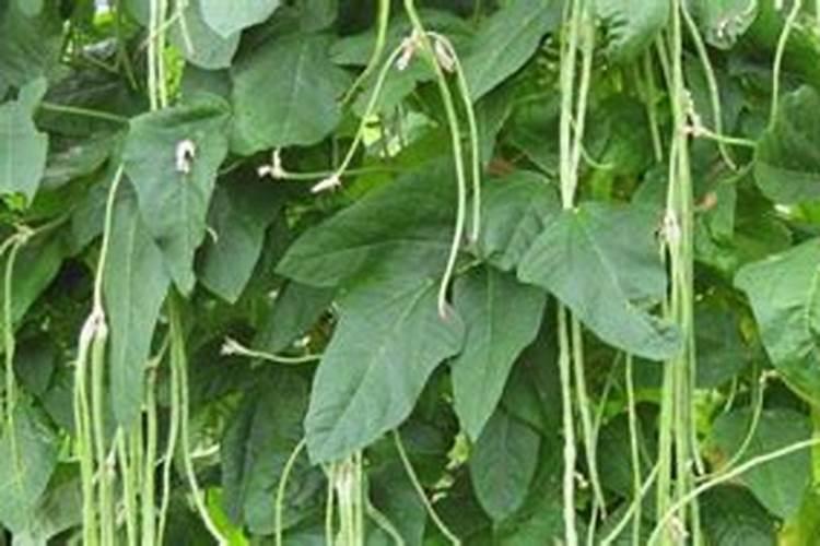 为什么豆角不能用磷酸二氢钾,附豆角的种类