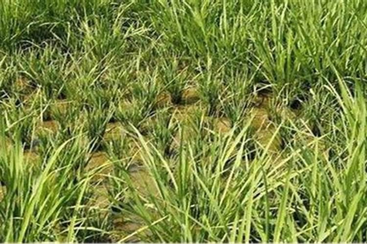 水稻僵苗用什么药