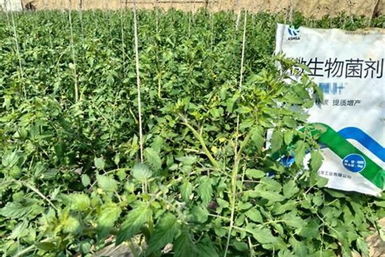 番茄施肥的正确使用方法