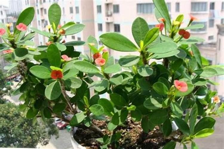 刺梅花用什么肥料花朵大？