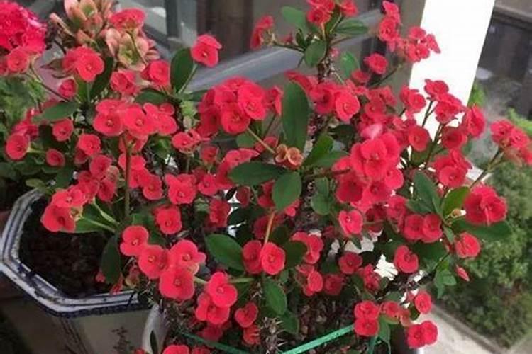 刺梅需要施肥吗