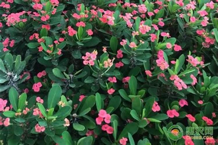 养活刺梅花的养殖方法(刺梅花用什么肥养护能开花)