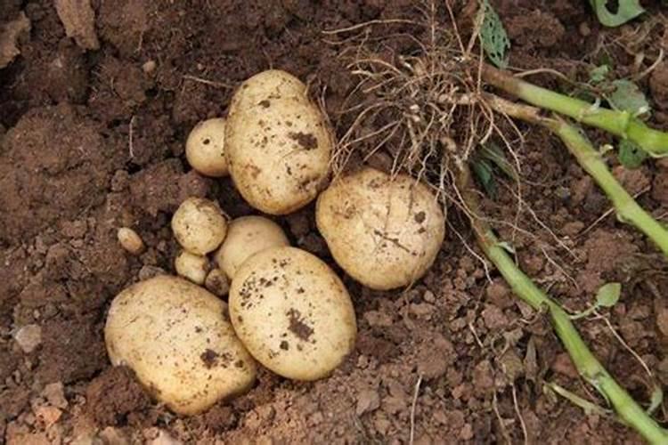 种土豆用什么肥料做底肥最好