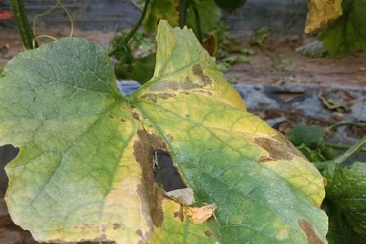 甜瓜上部叶片 这是什么病？