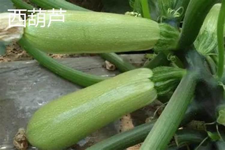 老师 西葫芦瓜颜色发白 是缺什么？