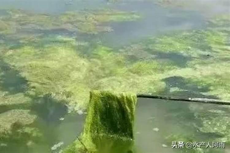 青苔爆发可以使用磷肥吗为什么？