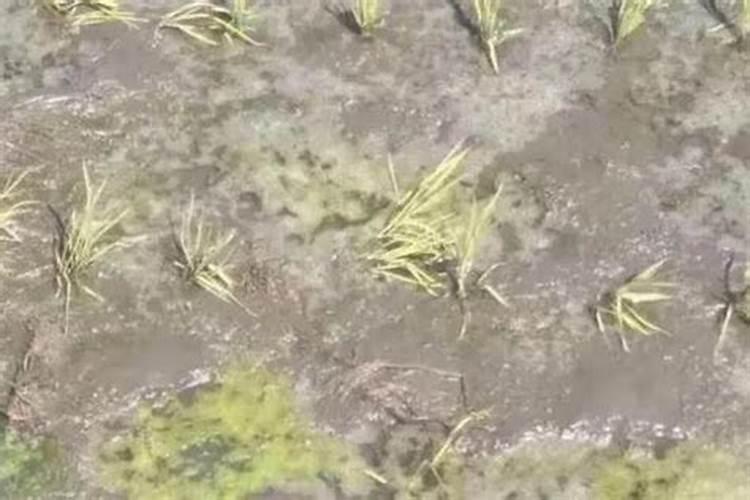 磷肥可以杀青苔吗