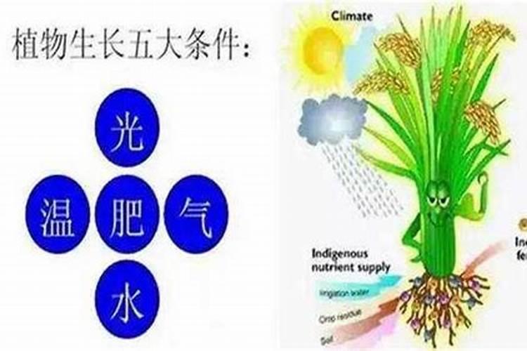 植物矿质代谢植物的必需元素分类