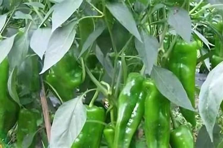 辣椒施磷肥料可以吗怎么施？