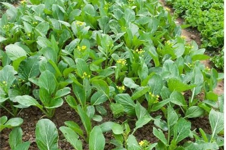 食醋喷蔬菜真能收成翻倍吗？试试这些搭配方法