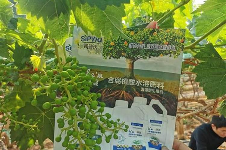 阳光玫瑰水溶肥几天用一次比较好？