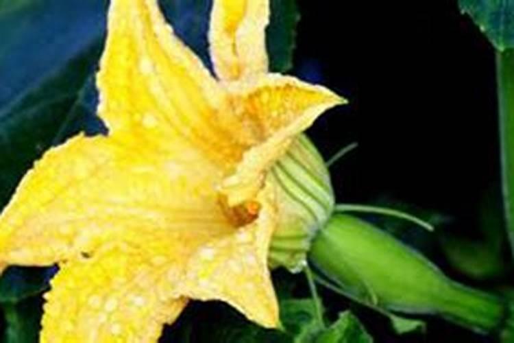 南瓜只开雌花怎么办