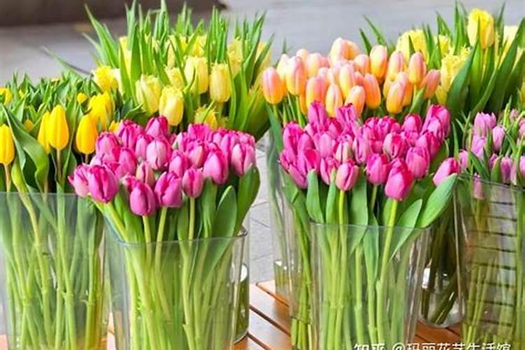 郁金香花怎么养护