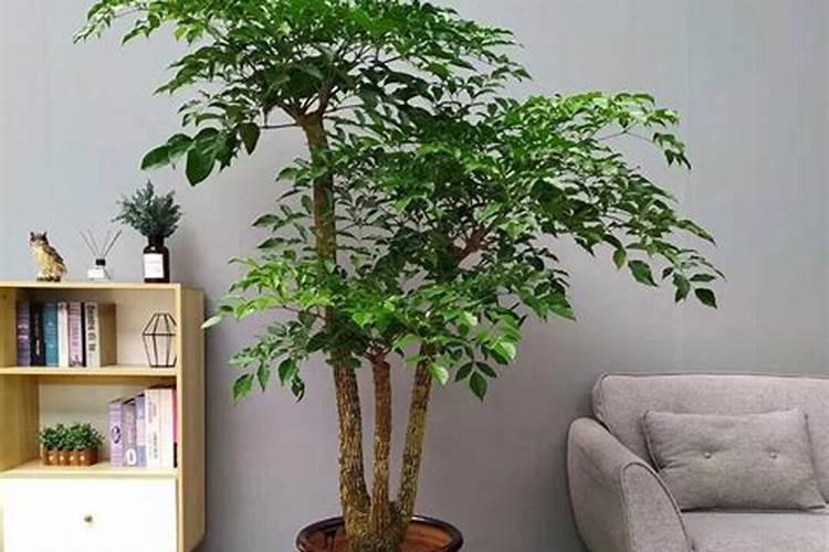 耐低温盆栽有哪些