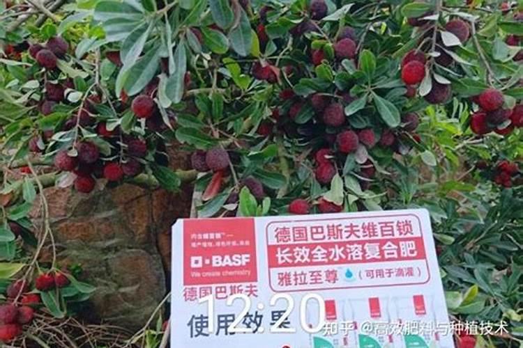 冬季怎么管理杨梅