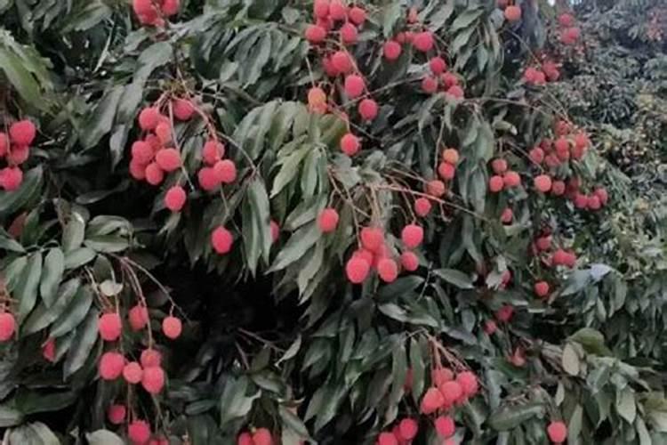 荔枝开花期要施肥吗？施什么肥好点？