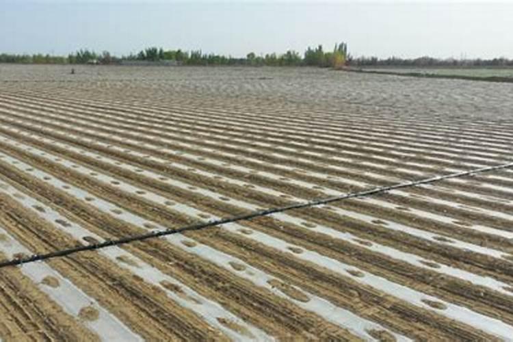 大水漫灌如何冲施肥料水？