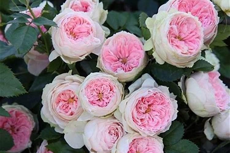 月季开花用哪种氮肥比较好一点？