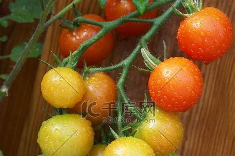 西红柿快成熟了但是出现了一半红一半的怎么办