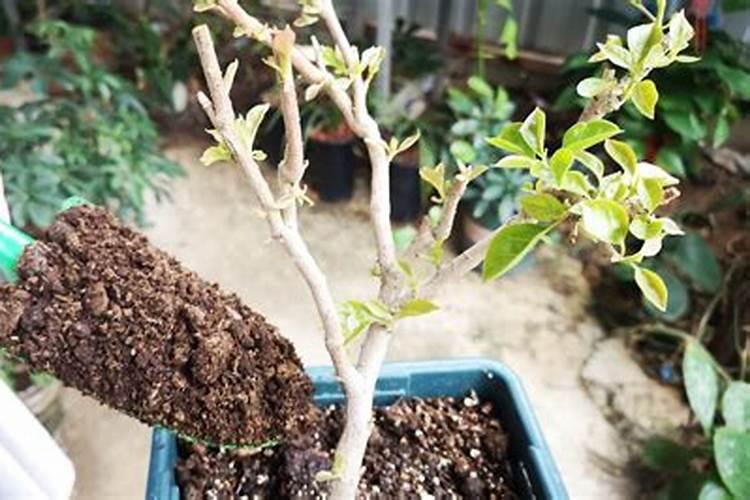 三角梅换盆后什么时候可以施肥