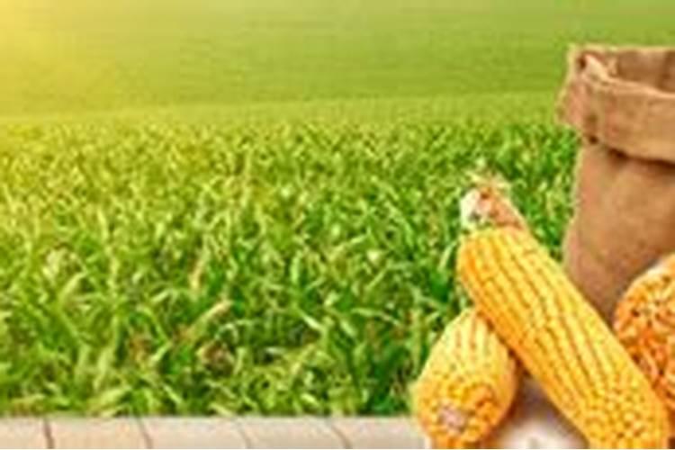 河北中肥肥料集团有限公司正规吗