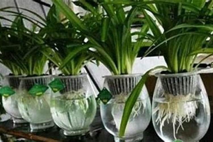 一盆花放几粒尿素 一盆花需要放多少