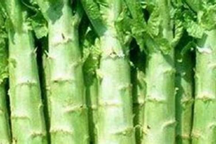 莴笋的养殖方法和注意事项