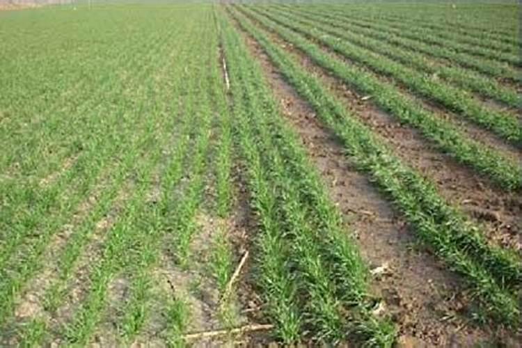 冬小麦施肥的最佳时间 注意事项有哪些